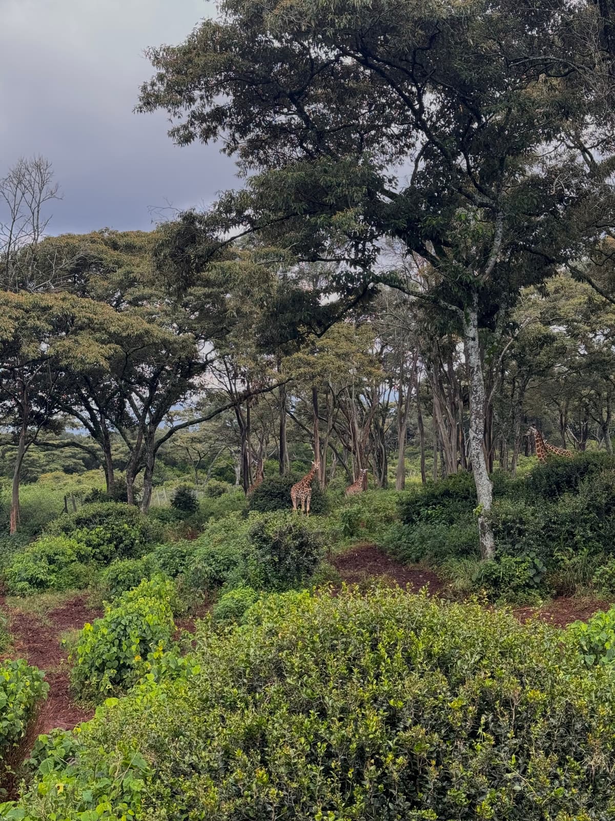 Kenya — 4