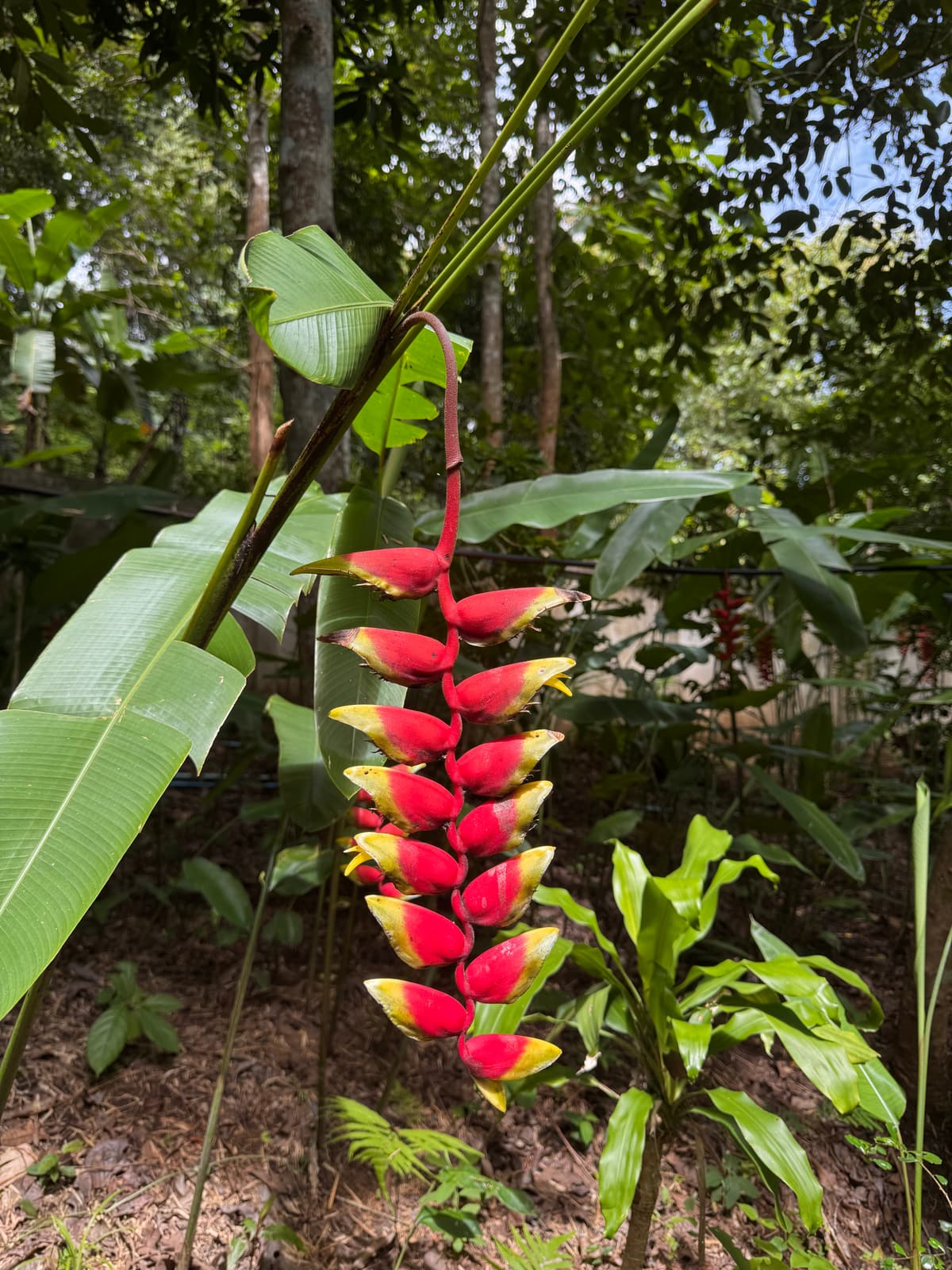 Thailand — 5