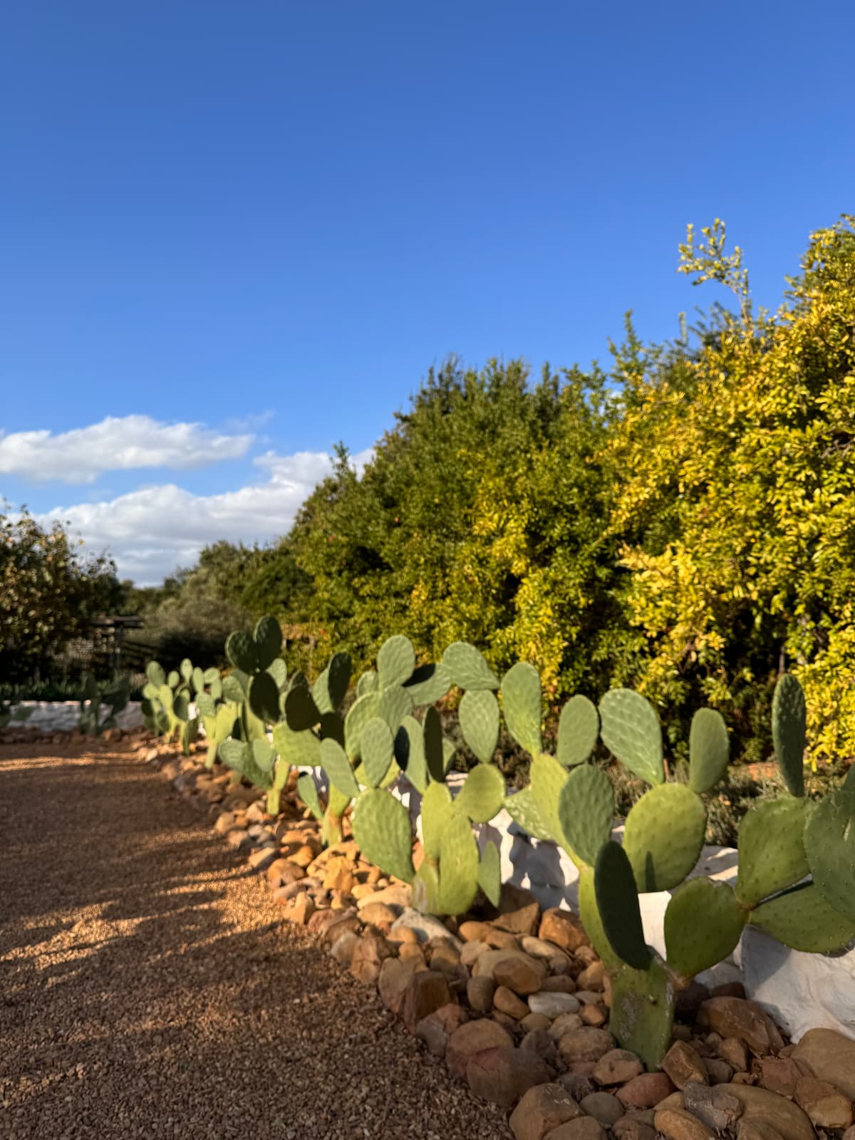 Zuid-Afrika — 5